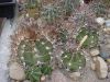 Astrophytum_senile.jpg