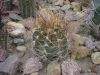 Astrophytum_senile_v._aureum-2.jpg