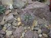 Echinocactus_paryi.jpg