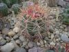 Ferocactus_acanthodes_v._lecontei.jpg