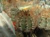 Astrophytum_senile_2_Gy.Sz.I._2003.05.04..jpg