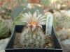Escobaria_zilziana_Gy.Kiss_L._2003.04.02..jpg
