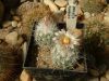 Escobaria_zilziana_Gy.Kiss_L._2003.04.08..jpg