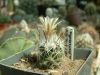 Escobaria_zilziana__chariacantha__Gy.Kiss_L._2003.04.22..jpg