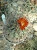 Filename=Glandulicactus_uncinatus_v._wrightii_2_f.1_Gy.Kiss_L._2003.0.jpg
Filesize=53KB
Dimensions=480x640
Date added=Feb 18, 2006 Glandulicactus_uncinatus_v._wrightii_2_f.1_Gy.Kiss_L._2003.0.jpg