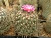 Filename=Gymnocactus_viereckii_Gy.Kiss_L._2003.05.06..jpg
Filesize=63KB
Dimensions=640x480
Date added=Feb 18, 2006 Gymnocactus_viereckii_Gy.Kiss_L._2003.05.06..jpg