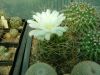 Gymnocalycium_monvillei_Gy.Kiss_L._2003.06.30..jpg