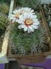 Gymnocalycium_mostii_Gy.Kiss_L..jpg