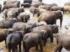 sri_lanka_026.JPG