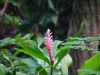 Alpinia-purpurata-pink.jpg