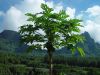 Carica-papaya-Mouaroa.jpg