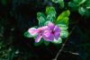 Catharanthus-roseus.jpg