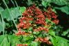 Clerodendron-thomsonae.jpg