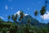 Cocos-nucifera_MtMouaputa.jpg