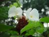 Costus-speciosus.jpg