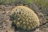 Echinoc_enneacanthus_v_stramineus.jpg