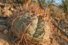 Echinocac-horizont.jpg