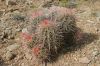 Echinocactus_polycephalus_var_xeranthemoides.jpg