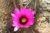 Echinocer_engelmannii_-_variegatus.jpg