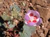 Eremalche-rotundifolia.jpg