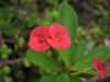 Filename=Euphorbia_LOMI_Gab.jpg
Filesize=23KB
Dimensions=640x480
Date added=Feb 17, 2006 Euphorbia_LOMI_Gab.jpg