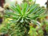 Filename=Euphorbia_bub.jpg
Filesize=50KB
Dimensions=640x480
Date added=Feb 17, 2006 Euphorbia_bub.jpg