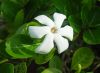 Gardenia-taitensis-detail.jpg