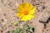 Filename=Geraea-canescens.jpg
Filesize=59KB
Dimensions=1024x685
Date added=Mar 14, 2006 Geraea-canescens.jpg