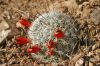 Mammillaria-grahamii.jpg