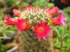 Filename=Mammillaria_hamata.jpg
Filesize=60KB
Dimensions=640x480
Date added=Feb 17, 2006 Mammillaria_hamata.jpg