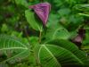 Miconia-calvescens.jpg