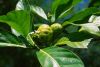 Morinda-citrifolia-flower.jpg
