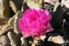 Opuntia-basilaris.jpg