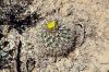 PediocactusSileri.jpg