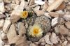 Pediocactus_bradyi.jpg