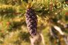 Pilongaeva-cone.jpg