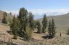 SierraNevada-od-White_Mounts.jpg