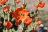 Sphaeralcea-ambigua.jpg