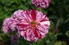 Filename=dahlia_cartouche_3258.jpg
Filesize=91KB
Dimensions=1024x683
Date added=Sep 30, 2006 dahlia_cartouche_3258.jpg