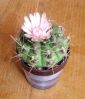 gymnocalycium.jpg