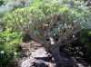 Euphorbia-balsamifera.jpg