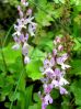 orchis-canariensis.jpg