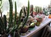 stapelia_grandiflora_11-08-.jpg