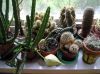 stapelia_grandiflora_13-08-.jpg