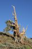 SierraNevada2006_204.jpg
