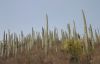 Tehuacan-cactus_forest.jpg