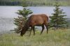 Wapiti__Jasper-CANADA.jpg