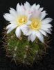 G._achirasense_v._chacrasense_GN_117-286~0.jpg