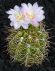 G._achirasense_v._echinatum_GN_343-1187.jpg