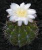G._achirasense_v._kainradliae_GN_270-867.jpg